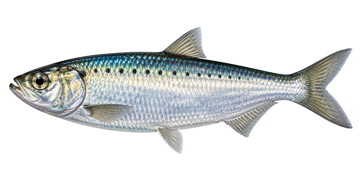 Lake Monkey artwork of Blueback Herring