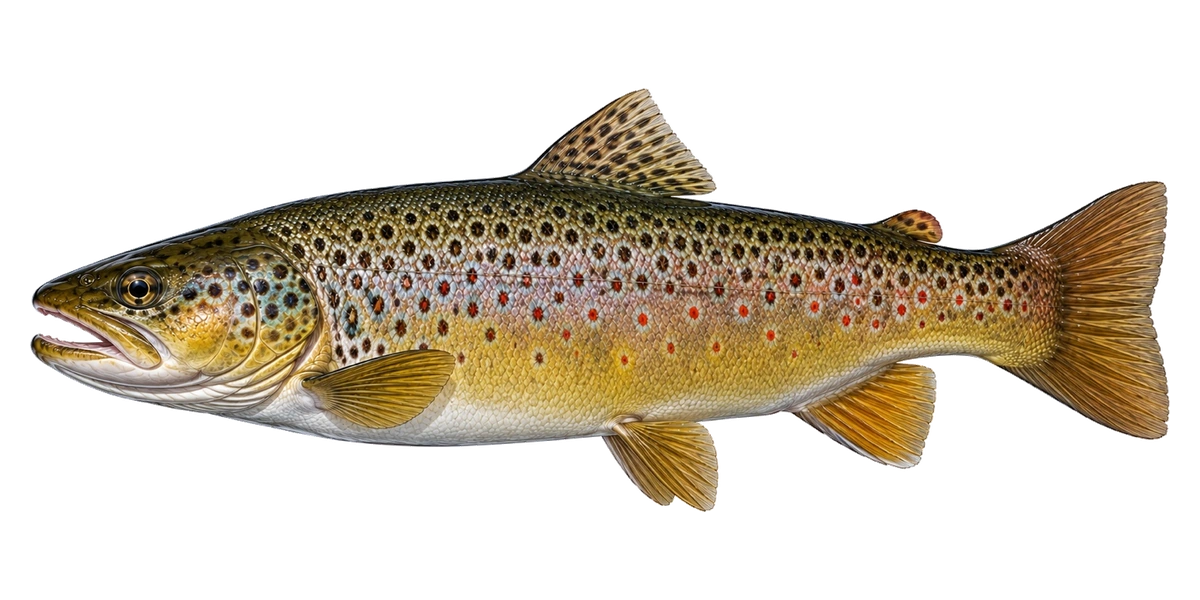 Lake Monkey artwork of Brown Trout