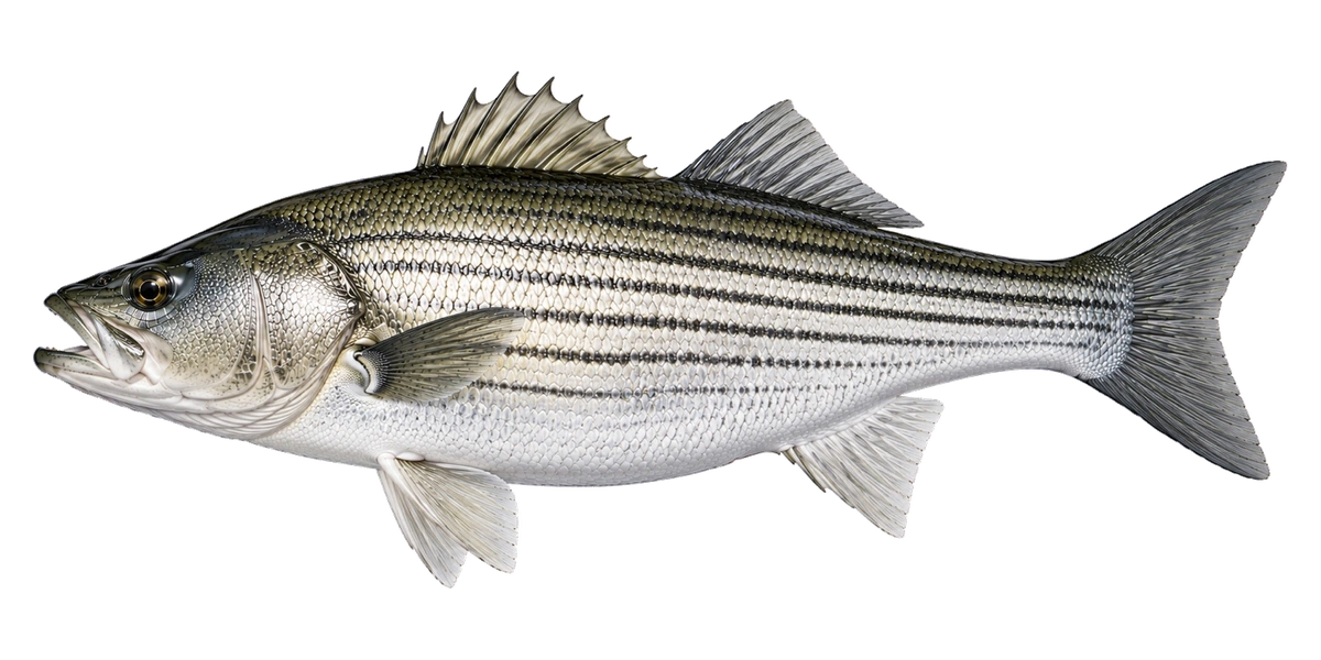 Lake Monkey artwork of Striped Bass